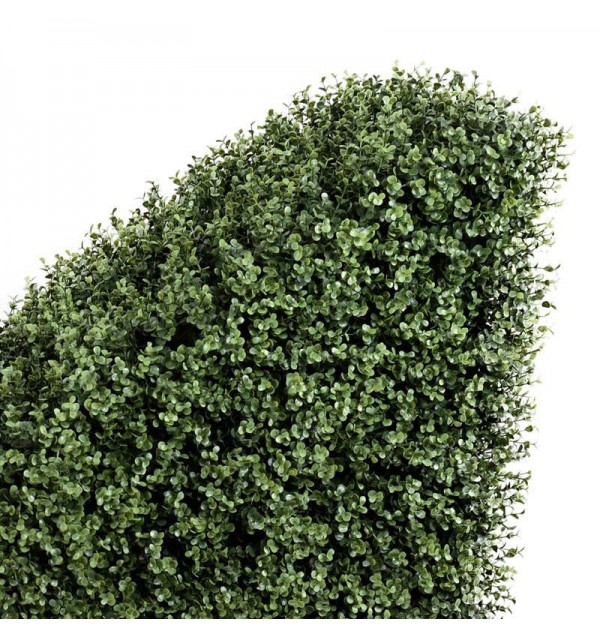 Transitional Boxwood Hedge